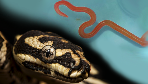 MicrosoftTeams-image-52