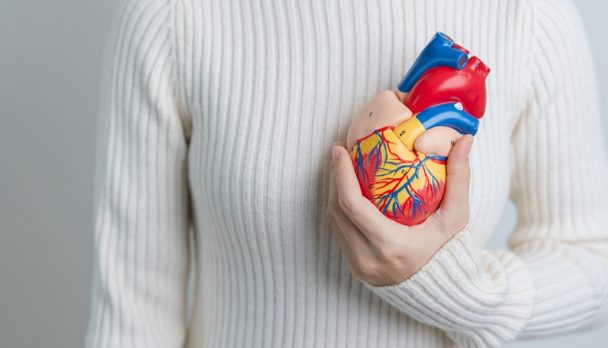 Woman,Holding,Human,Heart,Model.,Cardiovascular,Diseases,,Atherosclerosis,,Hypertensive,Heart,